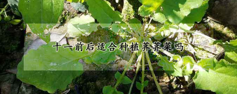 十一前后适合种植荠荠菜吗