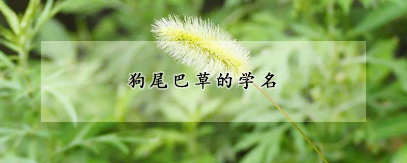 狗尾巴草的学名