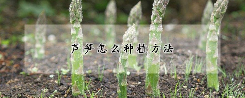 芦笋怎么种植方法