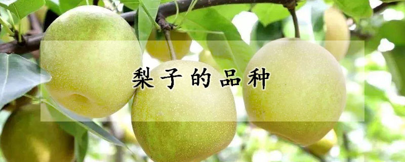 梨子的品种
