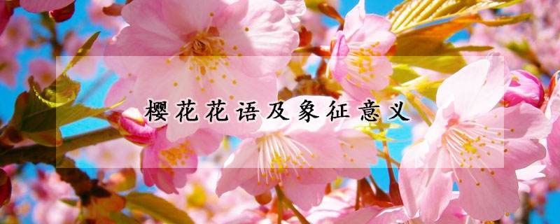 樱花花语及象征意义