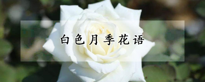 白色月季花语