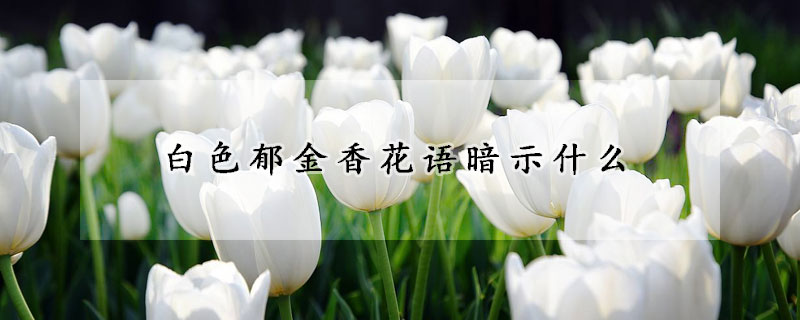 白色郁金香花语暗示什么