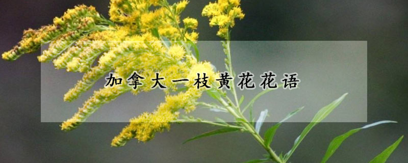 加拿大一枝黄花花语