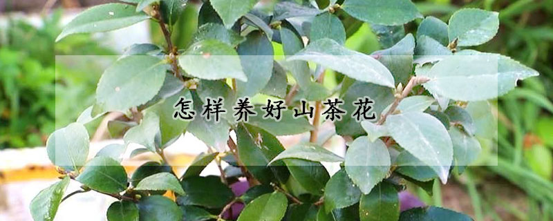 怎样养好山茶花