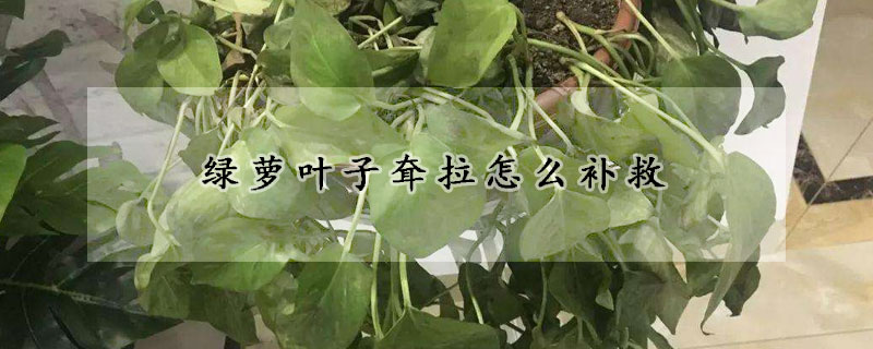 绿萝叶子耷拉怎么补救