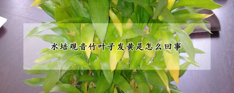水培观音竹叶子发黄是怎么回事