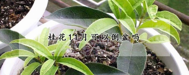 桂花11月可以倒盆吗