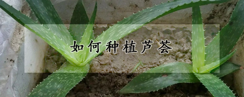 如何种植芦荟