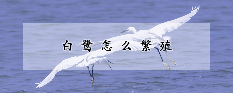 白鹭怎么繁殖