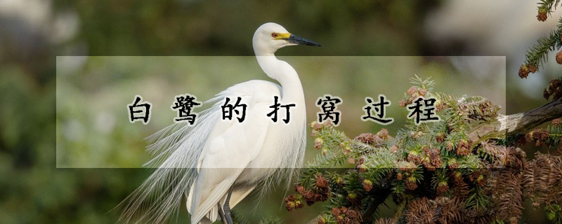 白鹭的打窝过程
