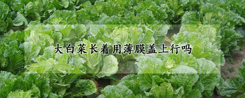 大白菜长着用薄膜盖上行吗