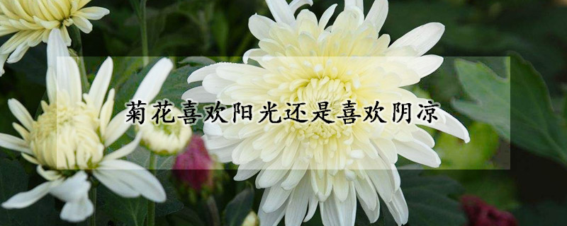 菊花喜欢阳光还是喜欢阴凉