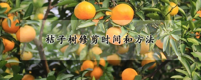 桔子树修剪时间和方法