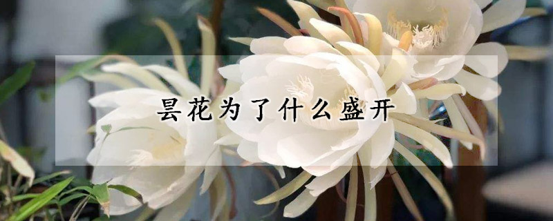 昙花为了什么盛开