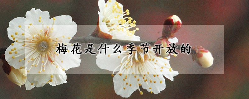 梅花是什么季节开放的