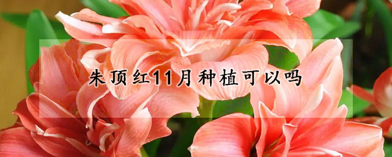 朱顶红11月种植可以吗