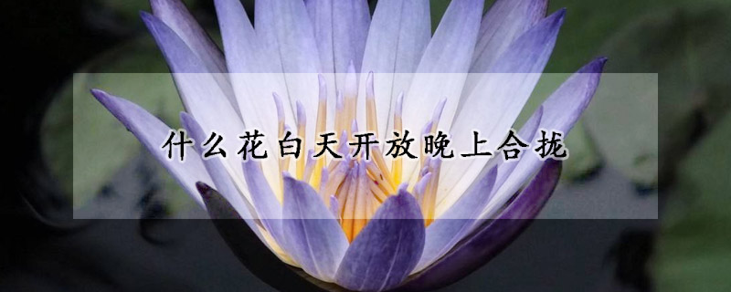 什么花白天开放晚上合拢