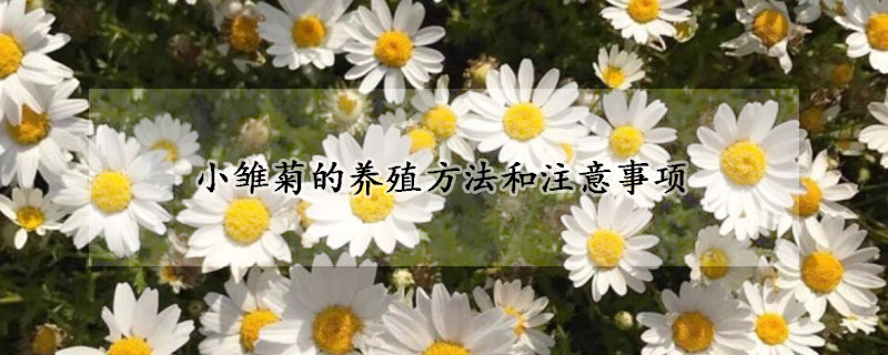 小雏菊的养殖方法和注意事项