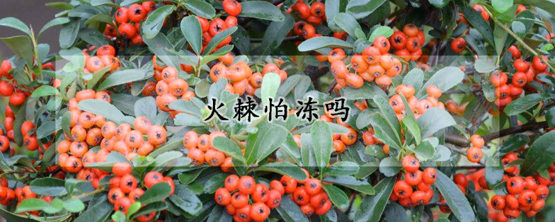 火棘怕冻吗