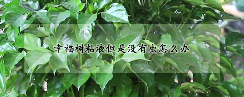 幸福树粘液但是没有虫怎么办