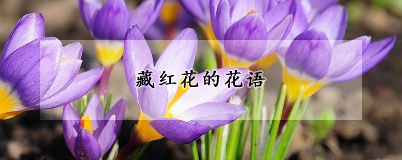 藏红花的花语