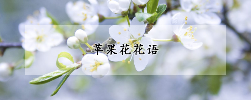 苹果花花语