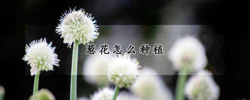 葱花怎么种植