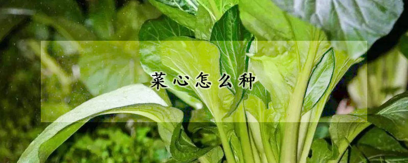 菜心怎么种