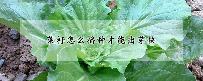 菜籽怎么播种才能出芽快