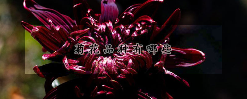 菊花品种有哪些