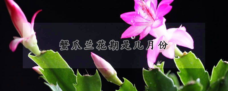 蟹爪兰花期是几月份