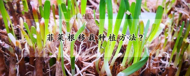 菲菜根移栽种植方法?