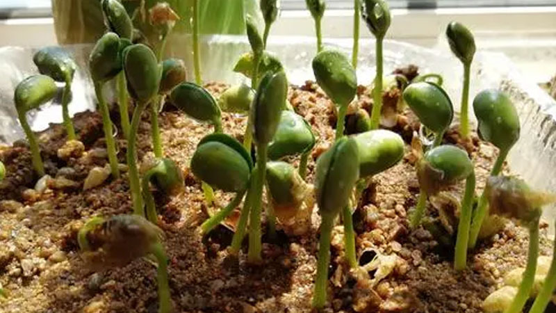 黄豆的生长过程