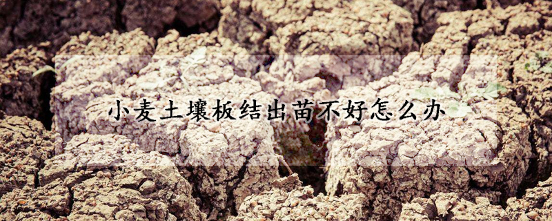 小麦土壤板结出苗不好怎么办