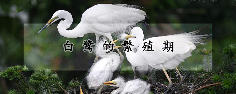 白鹭的繁殖期