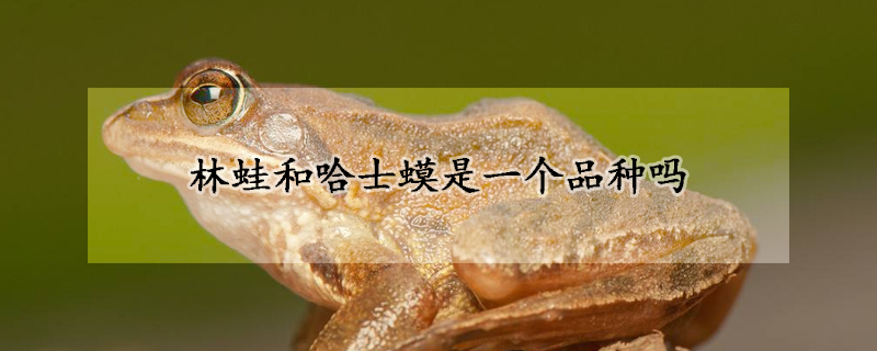 林蛙和哈士蟆是一个品种吗
