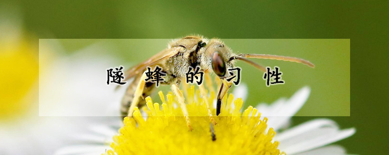 隧蜂的习性