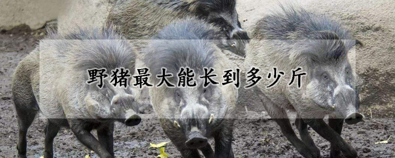 野猪最大能长到多少斤