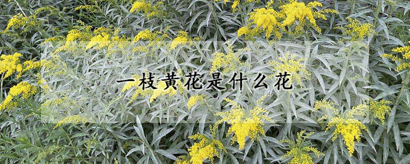 一枝黄花是什么花