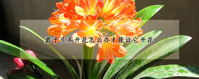 君子兰不开花怎么办才能让它开花