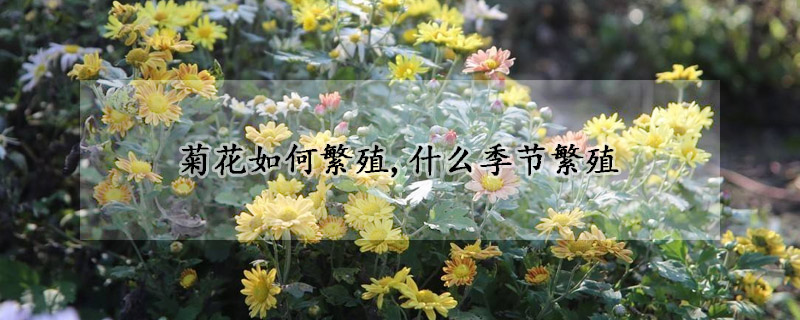 菊花如何繁殖,什么季节繁殖