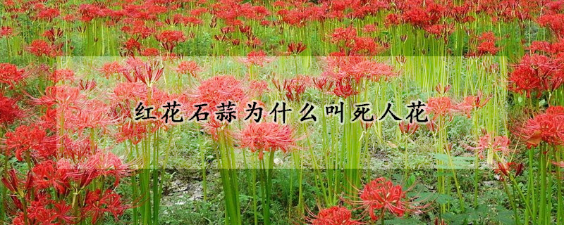 红花石蒜为什么叫死人花