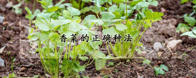 香菜的正确种法