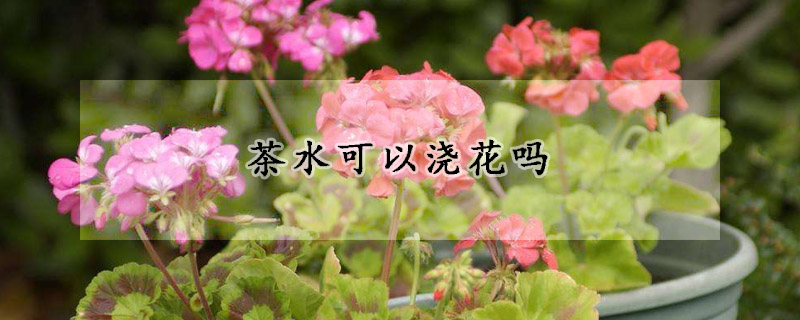 茶水可以浇花吗