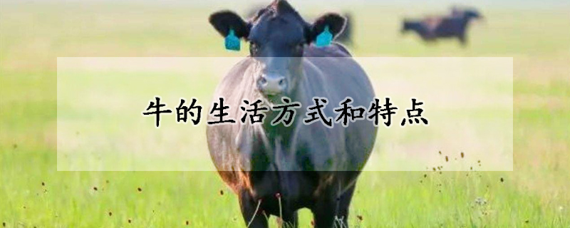牛的生活方式和特点