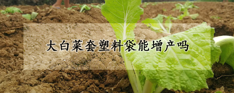 大白菜套塑料袋能增产吗