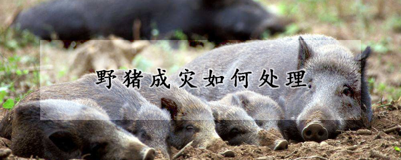 野猪成灾如何处理