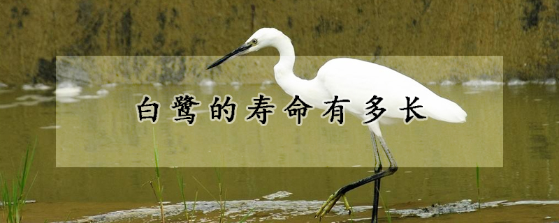 白鹭的寿命有多长