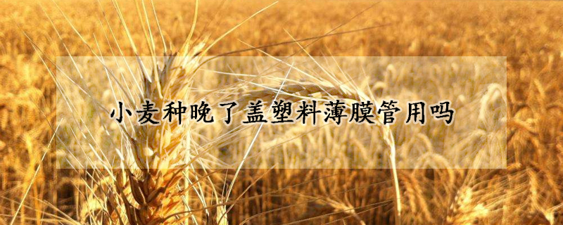 小麦种晚了盖塑料薄膜管用吗